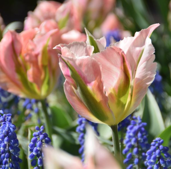 Myöhäinen tulppaani, viridiflora Myöhäinen tulppaani, viridiflora